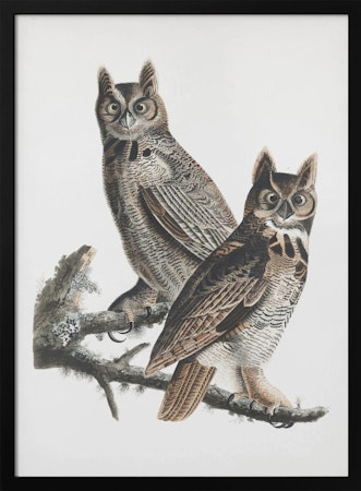 Great Horned Owl  - Birds of America