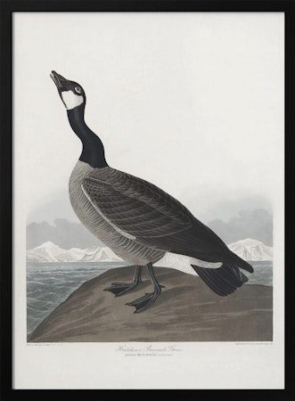 Hutchins's Barnacle Goose - Birds of America