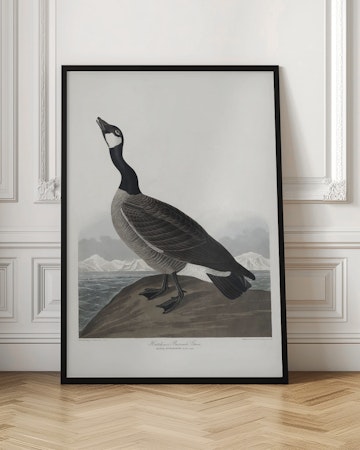 Hutchins's Barnacle Goose - Birds of America