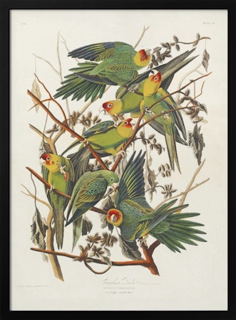 Carolina Parrot - Birds of America
