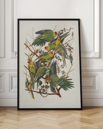 Carolina Parrot - Birds of America
