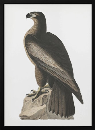 Great American Sea Eagle - Birds of America