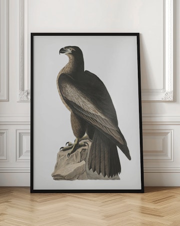 Great American Sea Eagle - Birds of America