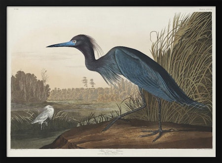 Blue Crane or Heron - Birds of America