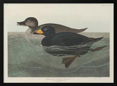 American Scoter Duck - Birds of America