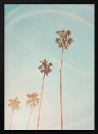 Sunny Cali Palm Tree