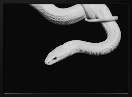 Serpent Blanc