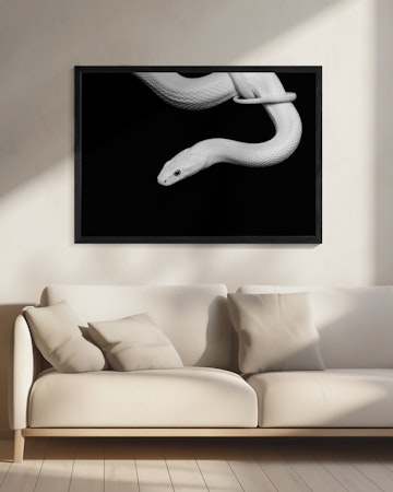 Serpent Blanc