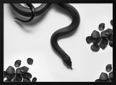 Black Snake Roam