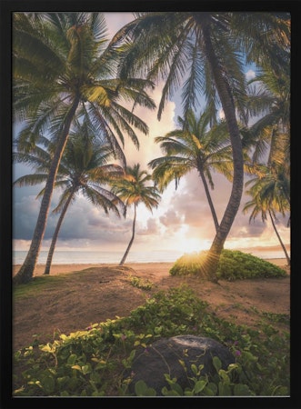 Paradise Shore