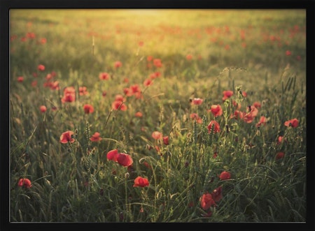 Poppy World