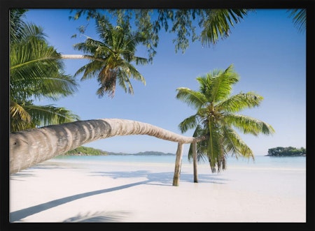 Tropical Palm