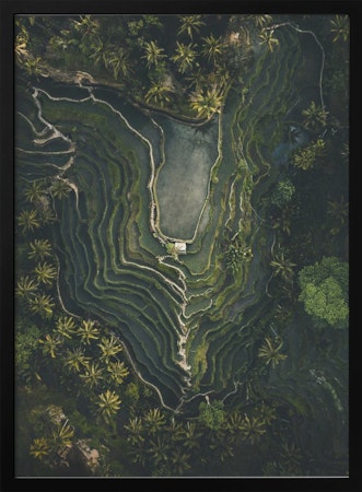Rice terrace