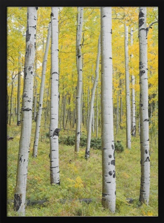 Yellow Birchs