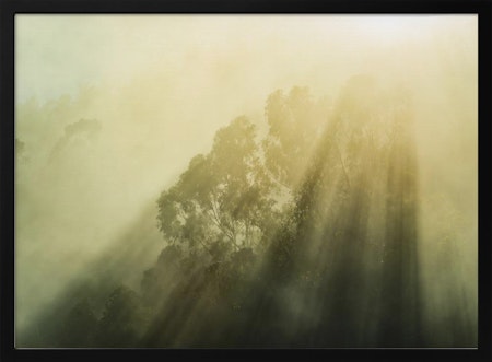 Foggy Woods