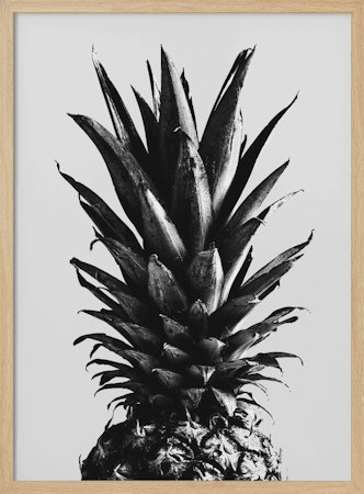 Pine Gray
