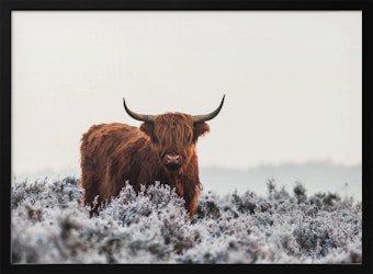 Highlander