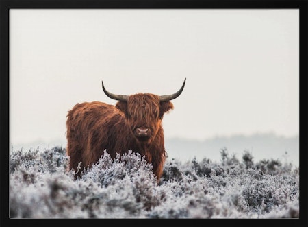 Highlander