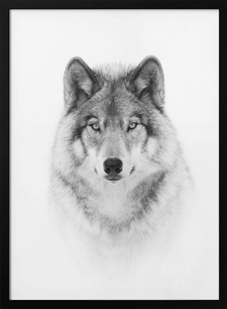 Timber Wolf