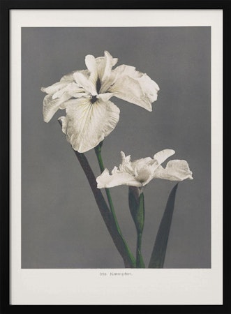 Iris Kæmpferi