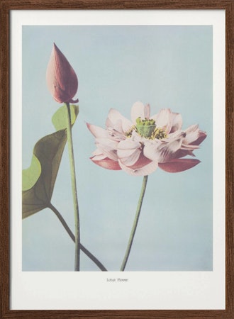 Lotus Flowers