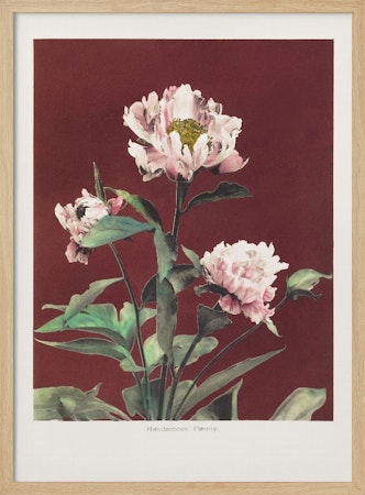 Hærdaceous Peony no2