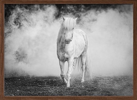 Icelandic pony