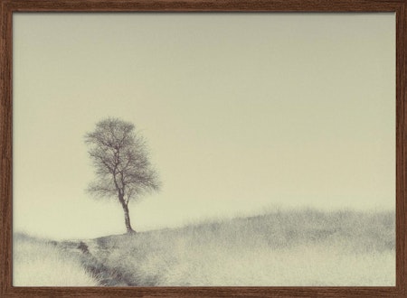 Tree on Top