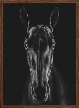 The Horse in Noir 15