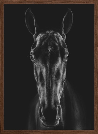 The Horse in Noir 15