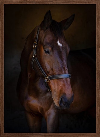 The Horse