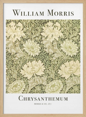 Chrysanthemum
