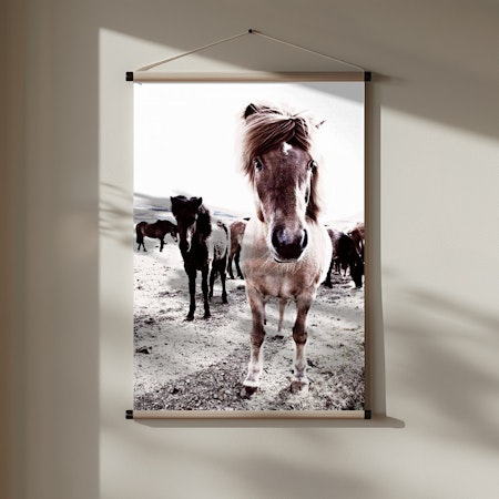 Iceland Horse Rikka