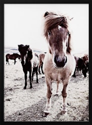 Iceland Horse Rikka