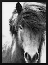 Iceland Horse Blastur