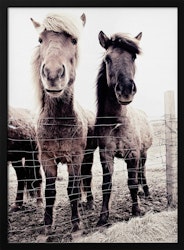 Iceland Horse Asti and Bessa