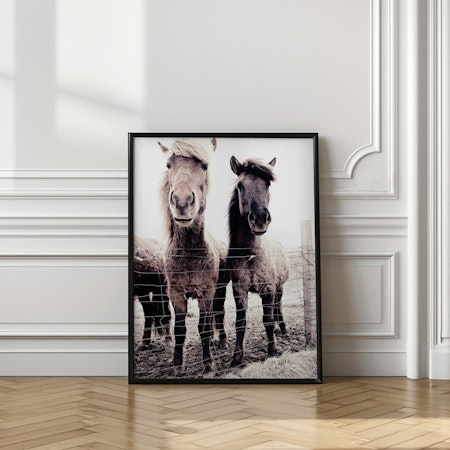 Iceland Horse Asti and Bessa