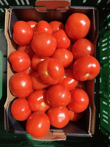 Tomat 3kg