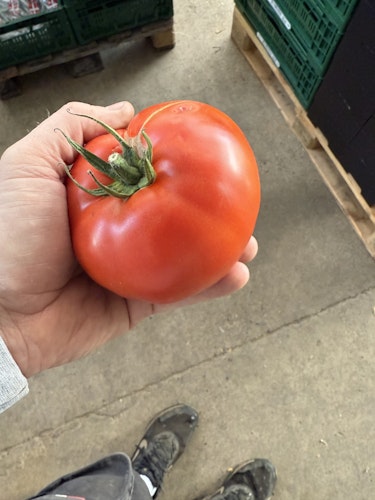 Bøf tomat 6kg