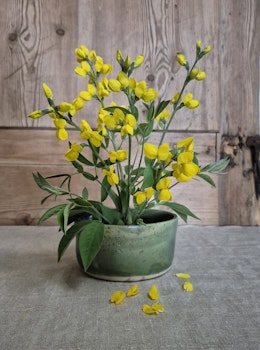 Blomsterkit - skål med blomstergroda