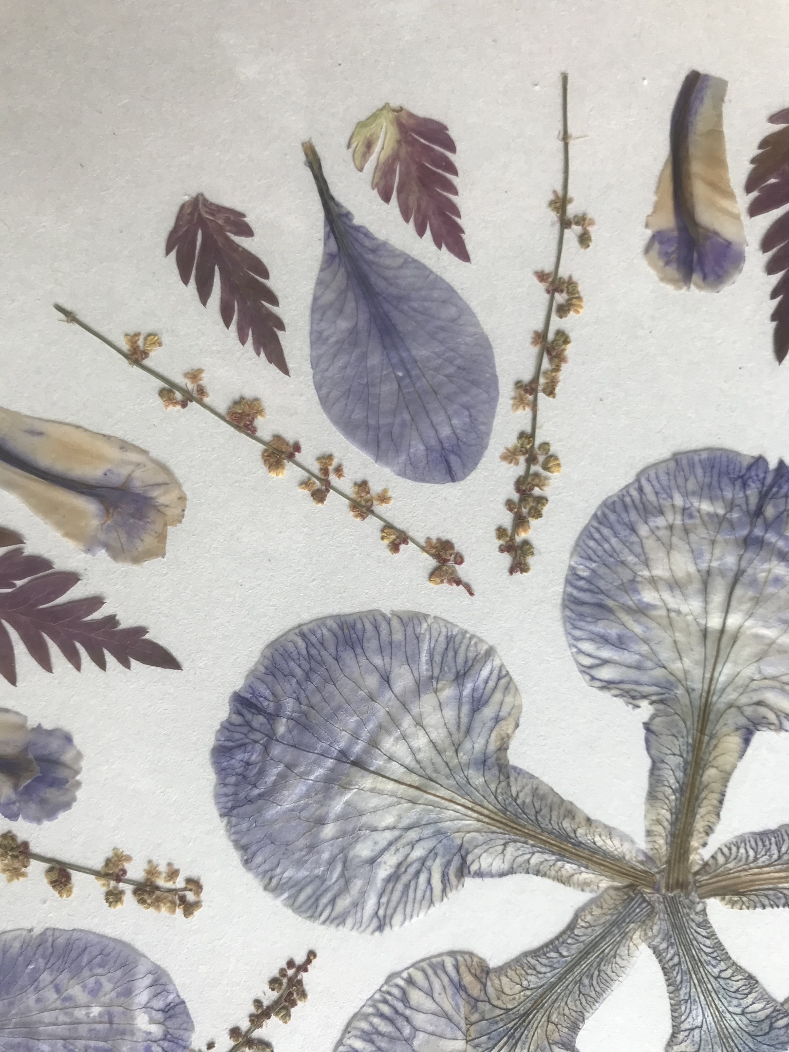 Tavla Herbarium Art IRIS