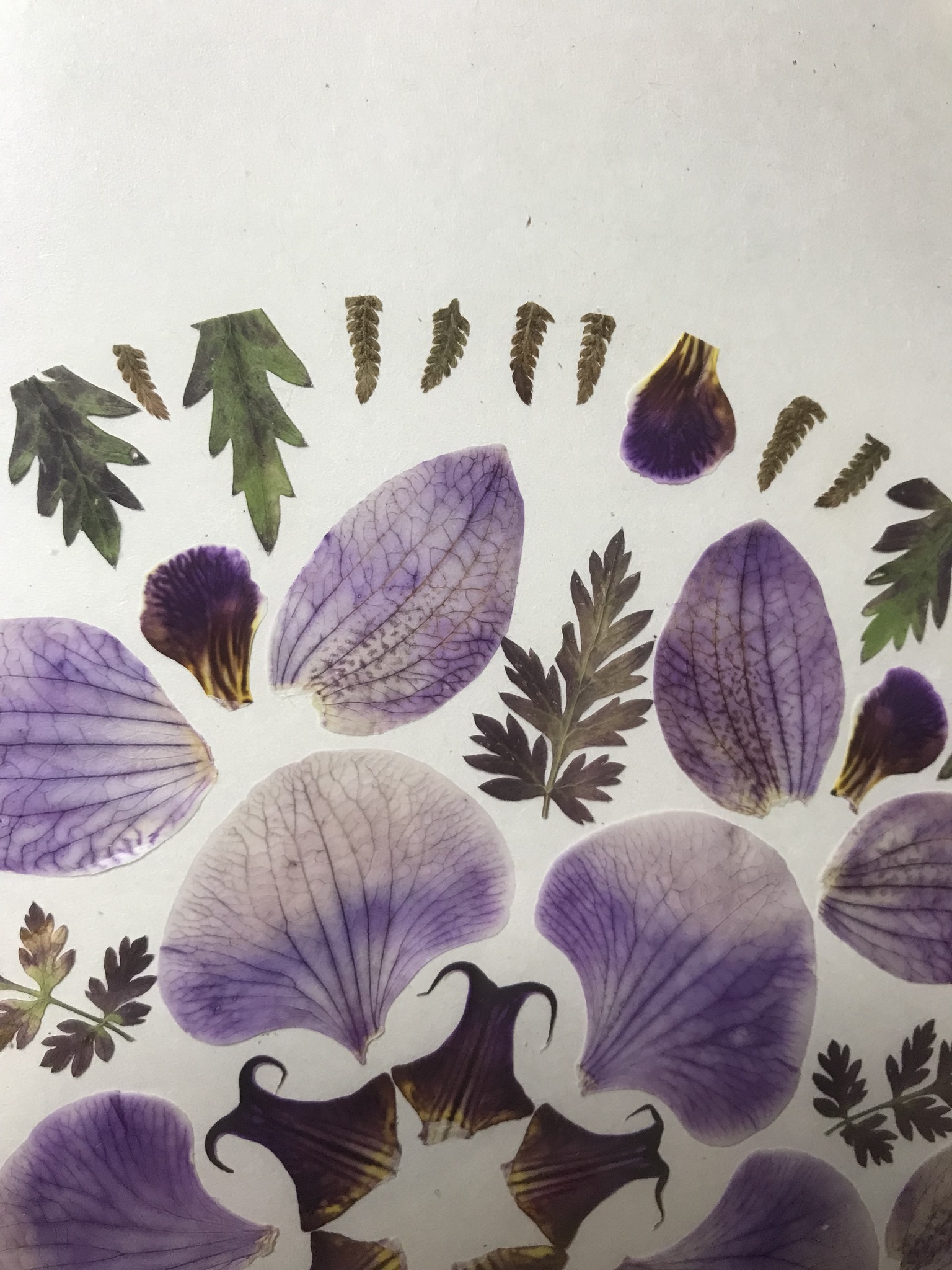 Tavla Herbarium Art ORKIDÉ