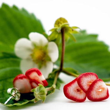 Stiftörhängen, jordgubbsskivor