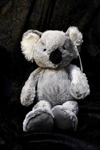 Koalan Teddy
