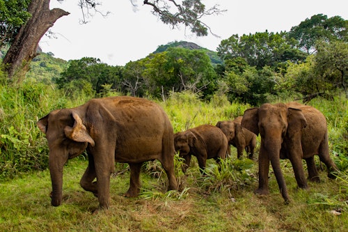 Elefanter på tur, Sir Lanka