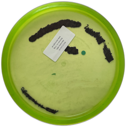MD1 C-Line (6)