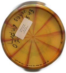 Fireball Plasma (7)