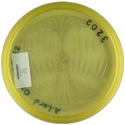 Aviar3 Luster (7)