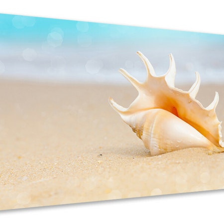 Ljuddämpande tavla - the shell on the beach