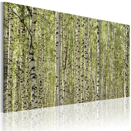 Ljuddämpande Tavla - A forest of birch trees